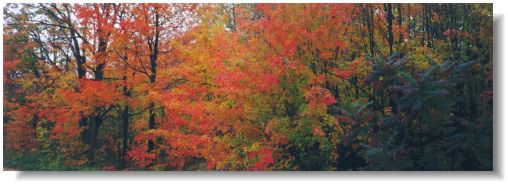 Conservation Lands