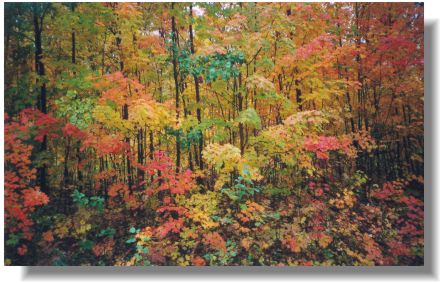 Woodlands bordering Lot 3